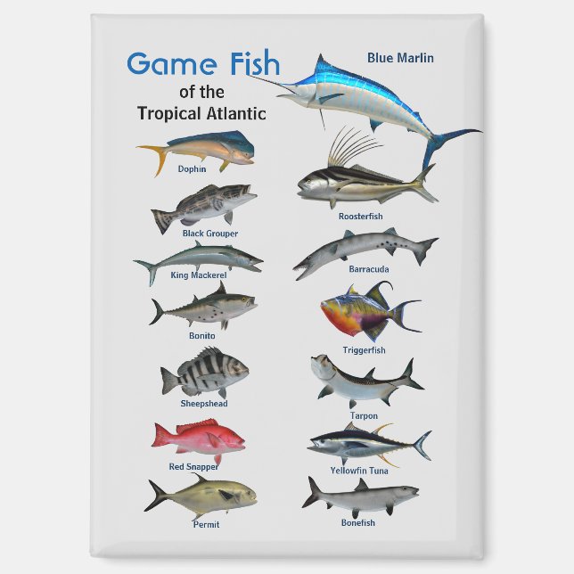 Aimant Poisson de jeu de l'océan Atlantique tropical (Recto)