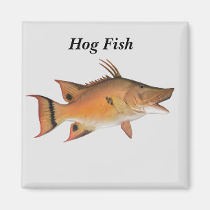 Aimant Poisson de porc