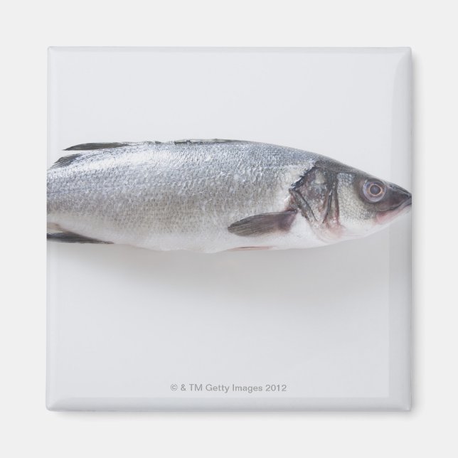 Aimant Poisson de ramizini entier (Devant)