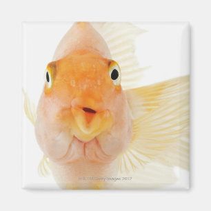 Aimant Poisson d'eau douce tropical