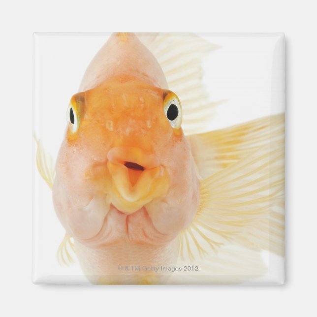 Aimant Poisson d'eau douce tropicale (Devant)