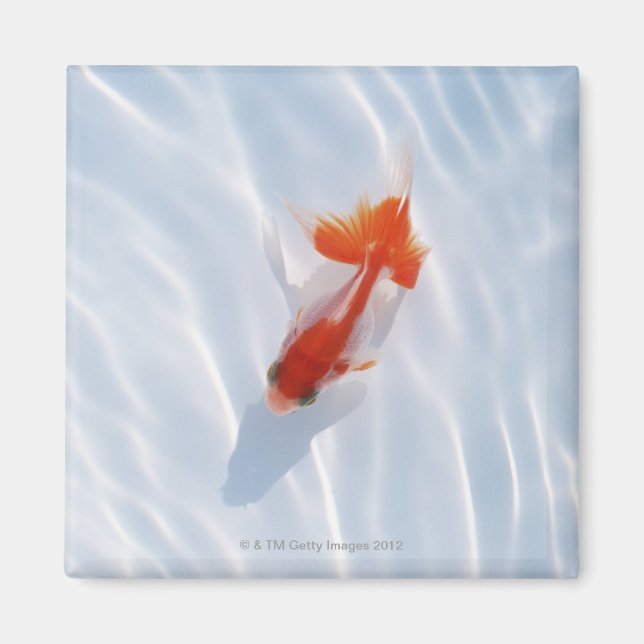 Aimant Poisson d'or 5 (Devant)