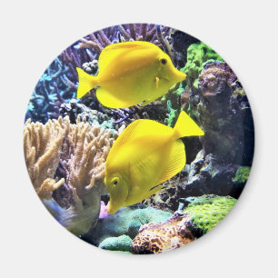Aimant Poisson Hawaïen jaune Tang