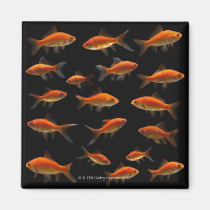 Aimant Poisson rouge 2