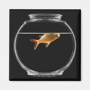 Aimant Poisson rouge dans la cuvette 2