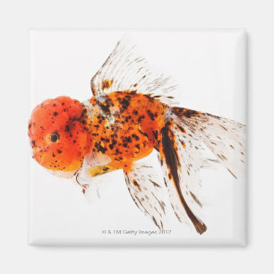 Aimant Poisson rouge de lionhead de calicot (auratus de