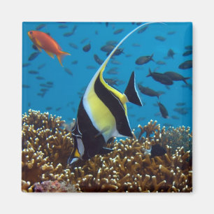 Aimant Poisson tropical