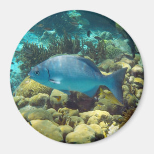 Aimant Poissons de récif
