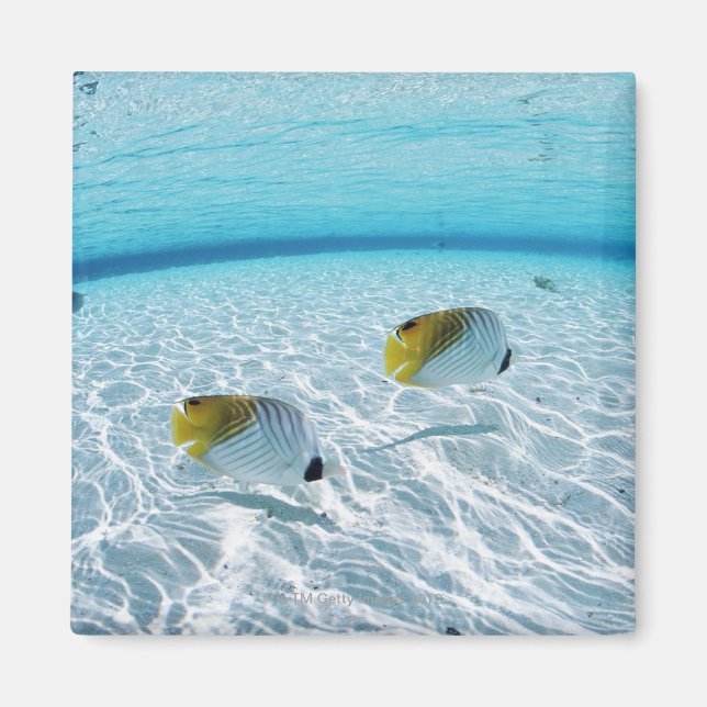 Aimant Poissons en mer 2 (Devant)