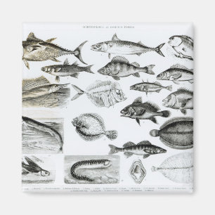 Aimant Poissons osseux d'ichtyologie
