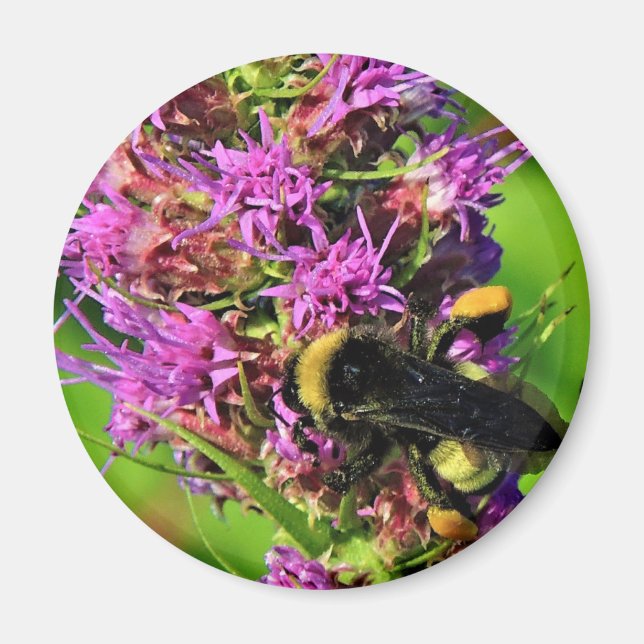 Aimant Pollinateur sur étoile noire - Bumble Bee (Devant)