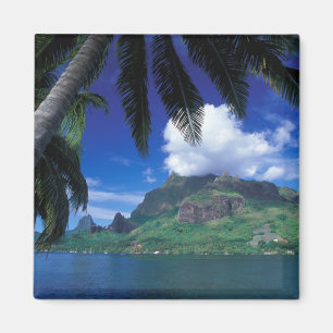 Aimant Polynésie française, Moorea. Cooks Bay. Green