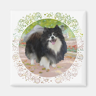 Aimant Pomeranian dans Promenade Ombragée