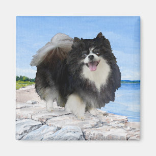 Aimant Poméranie noire en bord de mer