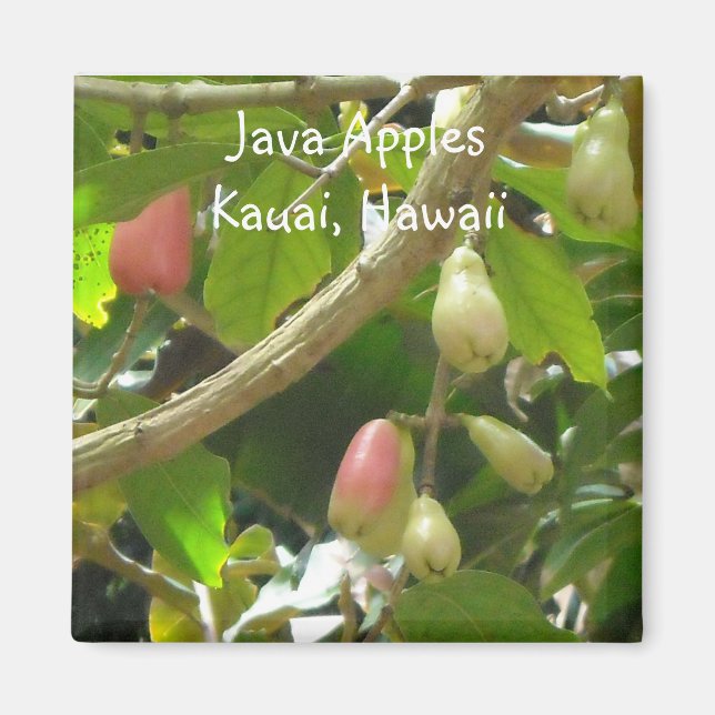 Aimant Pommes de Java (Devant)