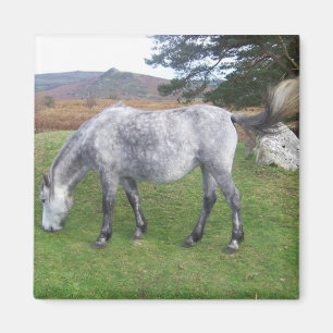 Aimant Poney de Dartmoor