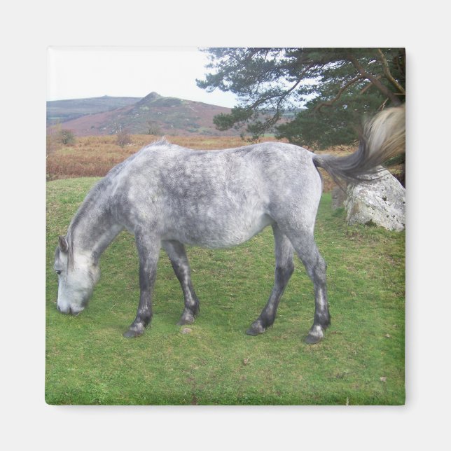Aimant poney de Dartmoor (Devant)