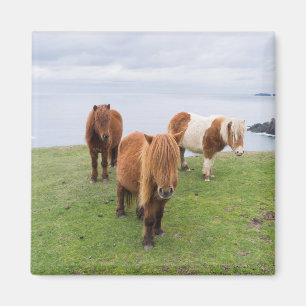 Aimant Poney Shetland dans un pâturage près de hautes fal