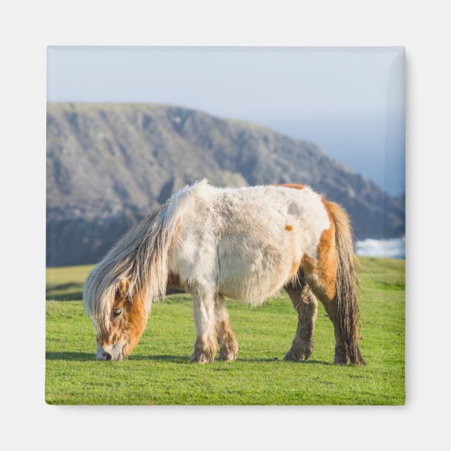 Aimant Poney Shetland sur le pâturage près de hautes fala (Devant)