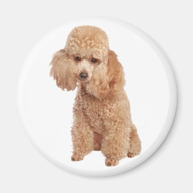 Aimant Poodle (Devant)