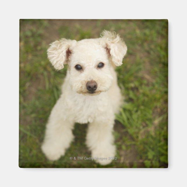 Aimant Poodle (blanc) (Devant)