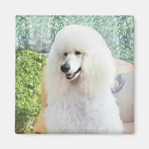 Aimant Poodle Standard Blanc