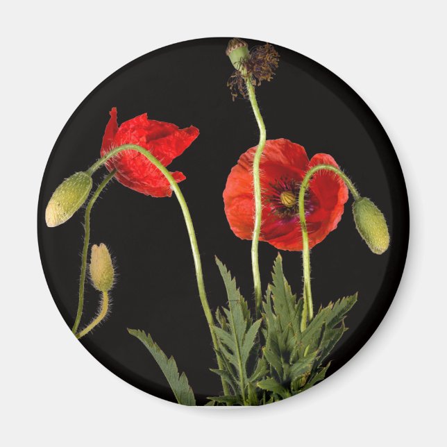 Aimant Poppies Rouges Vibrantes Sur Noir (Devant)
