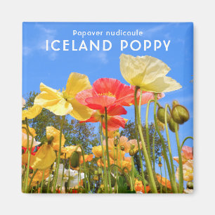 Aimant Poppy d'Islande