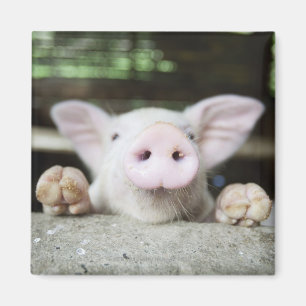 Aimant Porc de bébé dans le stylo, porcelet