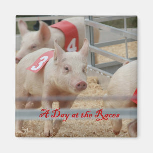Aimant Porc emballant, photographie de course de porc,