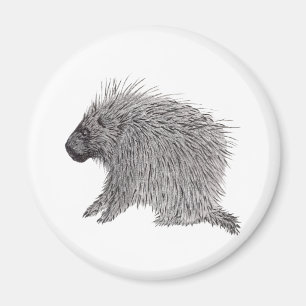 Aimant Porcupine