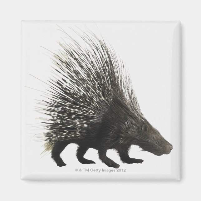 Aimant Porcupine (Devant)