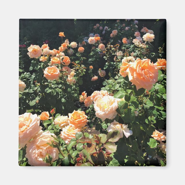 Aimant Portland Rose Garden (Devant)