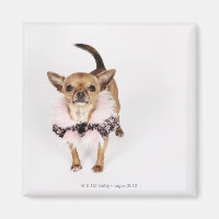 Portrait bizarre d'une Teacup Chihuahua