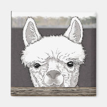Portrait d'Alpaca