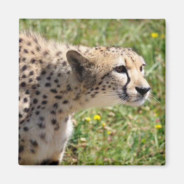 Aimant Portrait de African Cheetah (Devant)