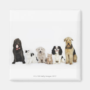 Aimant Portrait de chats et de chiens assis ensemble