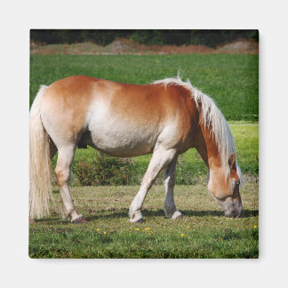 Aimant Portrait de cheval