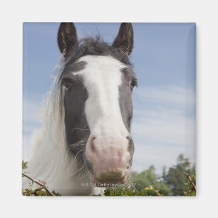 Aimant Portrait de cheval de Clydesdale