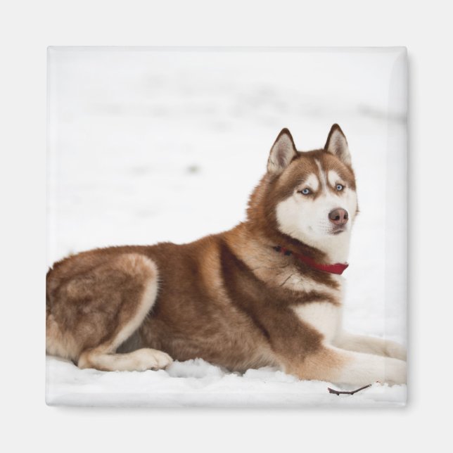 Aimant Portrait de Cute Siberian Husky (Devant)
