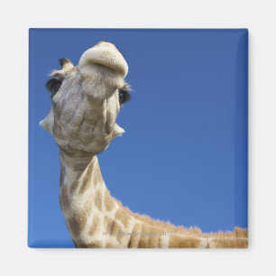 Aimant Portrait de girafe (Giraffa Camelopardalis)