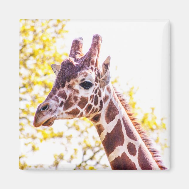 Aimant Portrait de Giraffe (Devant)
