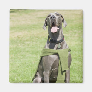 Aimant Portrait de great dane bleu