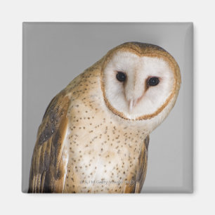 Aimant Portrait de hibou de grange (Tyto alba).