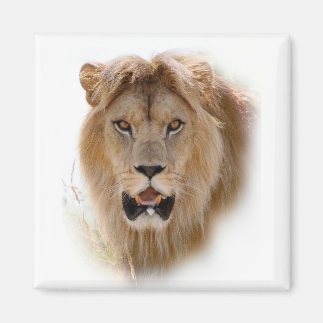 Aimant Portrait de lion (Devant)