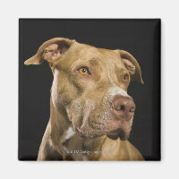 Portrait de pitbulle de nez rouge avec noir