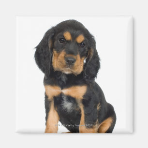 Aimant Portrait de studio de chiot de rottweiler