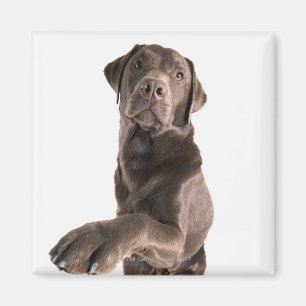 Aimant Portrait de studio de chocolat Labrador