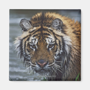 Aimant Portrait de tigre sibérien humide