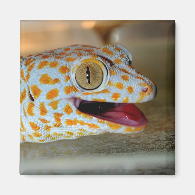 Aimant Portrait de Tokay gecko à TulaZoo (Devant)